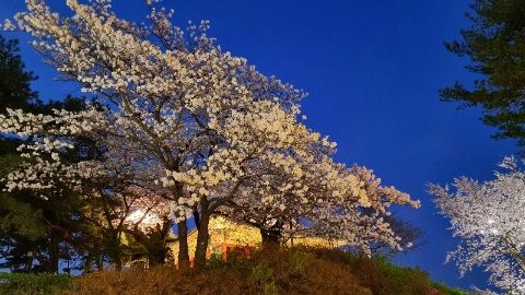 경포대벚꽃축제